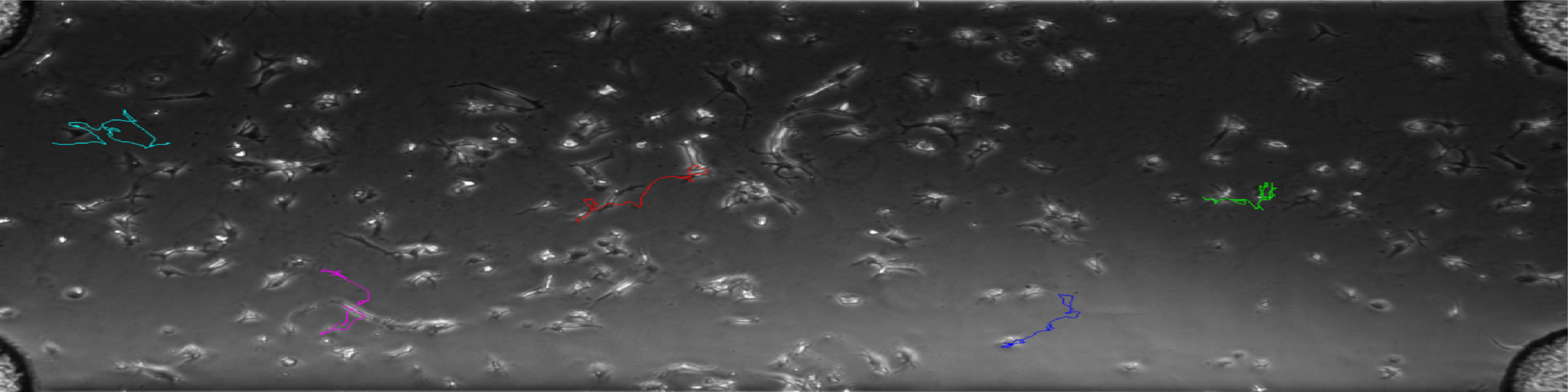 chemotaxis movement